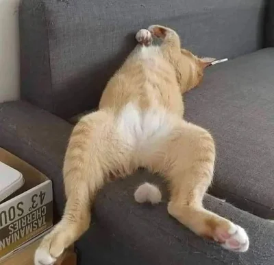 wujek_mikazjusz - #smiesznykotek