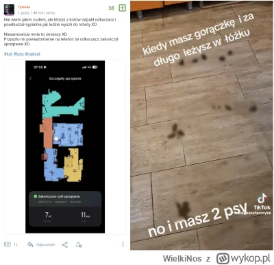 WielkiNos - Koty: nie tylko nie zanieczyszczają przestrzeni w mieście swoimi odchodam...