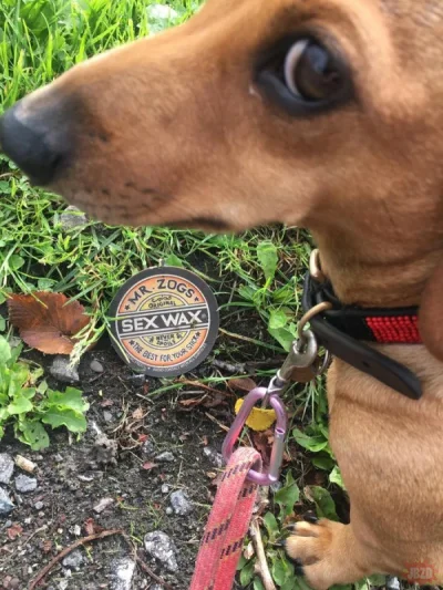 v.....u - ( ͡º ͜ʖ͡º)

#heheszki
#czarnyhumor
#zawszesietrochegwalci