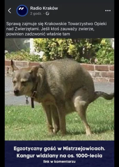 Asarhaddon - Halo, Kraków! Czy wy jesteście normalni?