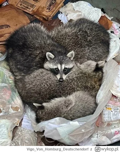 VigoVonHomburg_Deutschendorf - <3
#szopeknadzis