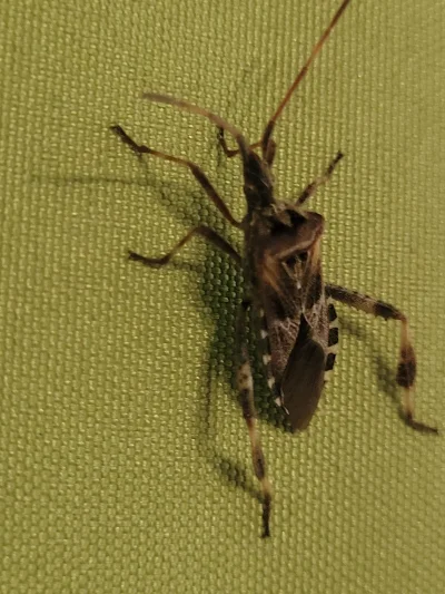 Mr3nKi - @rybazryzem85: Wtyk amerykański. Mnie też  ostatnio odwiedził ^^