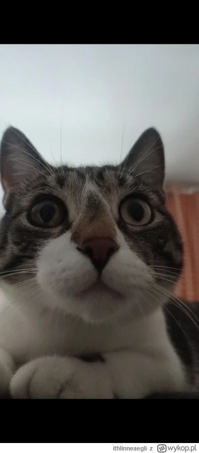 ithlinneaegli - @Solsith: