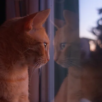 Lenalee - #pokazkota #kitku