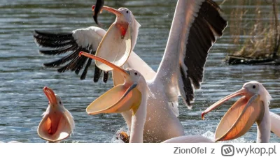 ZionOfel - @text: Cześć ptaszku.