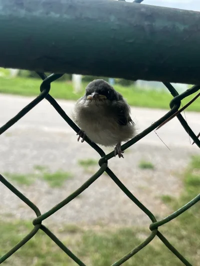 Agrimar - Uchwycilem takie zdjecie 
#przegryw