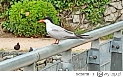 RiczardH - #ornitologia #kiciochpyta Czy to jest Rybitwa rzeczna ?