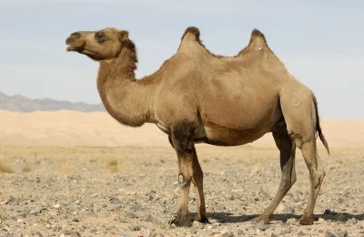 Loskamilos1 - Camelus ferus, pustynne urwipołcie znane też jako wielbłądy dwugarbne, ...
