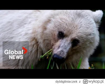 dybligliniaczek - Pechowy, już nie żyje.
 A rare white grizzly was killed after being...