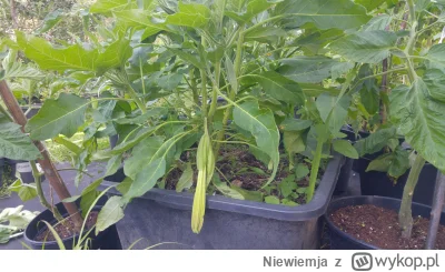 Niewiemja - Młoda czerwona datura puszcza kwiaty