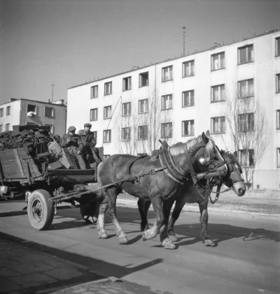 Chlopakizdzialeczek - APEL O WPROWADZENIE STREFY CZYSTEGO TRANSPORTU KONNEGO PO MIEŚC...