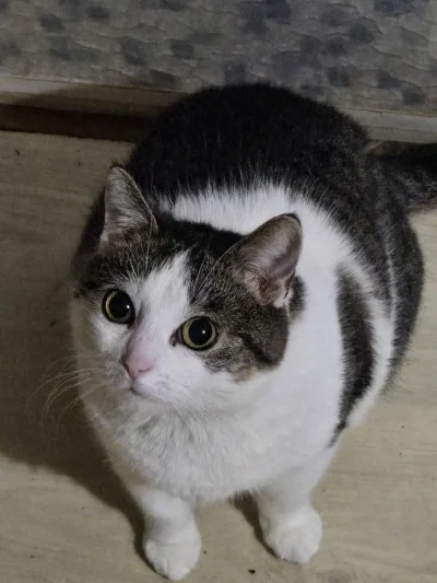 Solsith - #pokazkota #spaslak pomocnik kucharza ( ͡° ͜ʖ ͡°)