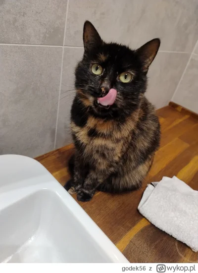 godek56 - Kitku :3

#koty #koteczkizprzypadku