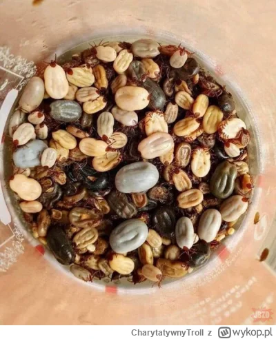 CharytatywnyTroll - Mmm mieszanka studencka ( ͡° ͜ʖ ͡°)