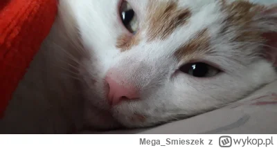Mega_Smieszek - Witam, otóż mam taką kotkie i ja mówię do tej kotki: "Kotko mówię do ...