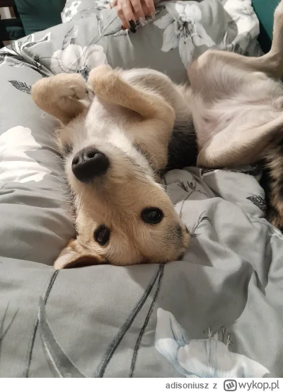 adisoniusz - nie wyczymie znowu obróciło 
#pokazpsa