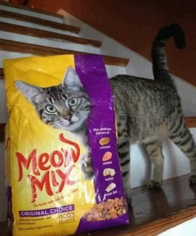 wybryk_natury - #zlodziejskiewybryki #smiesznekotki