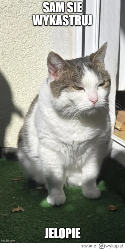 stiv30 - @Solsith: Memiczna buzka ( ͡° ᴥ ͡°)