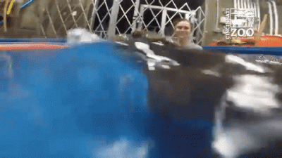 wfyokyga - Najlepszy hipciowy gif