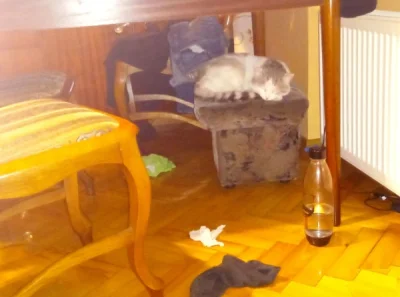 chigcht - Kotek zasnął pod stołem