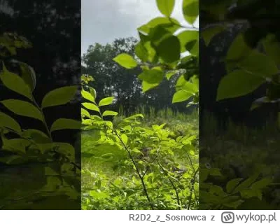 R2D2zSosnowca - Chodzone było. Boyd Woods Sanctuary. Tym razem #connecticut +31C
#r2...