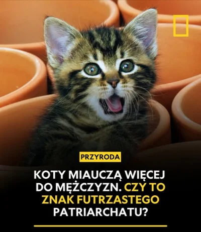 dywergent - dziekuje pan national geographic