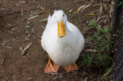 pewnie-kaczka - quack (ʘ‿ʘ)