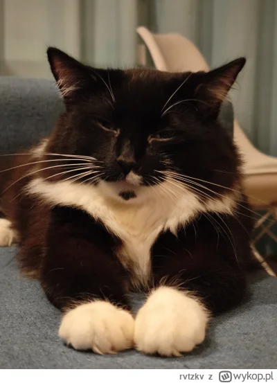 rvtzkv - Kot zmęczon #pokazkota #koty