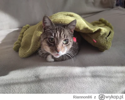 Riannon86 - #zakoldrowanekotki #kitku #kotek