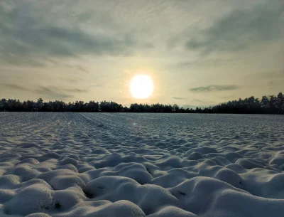 Corvus_Frugilagus - #fotografia #tworczoscwlasna #corvusfrugilaguscontent3