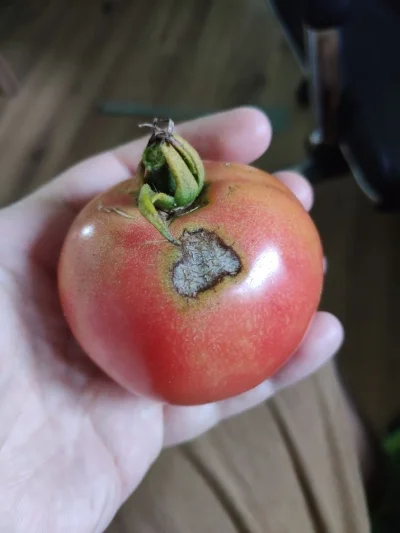 MajoZZ - Hej. Cóż to jest? Sucha zgnilizna? Szara pleśń? (jest to suche).

Jeśli such...