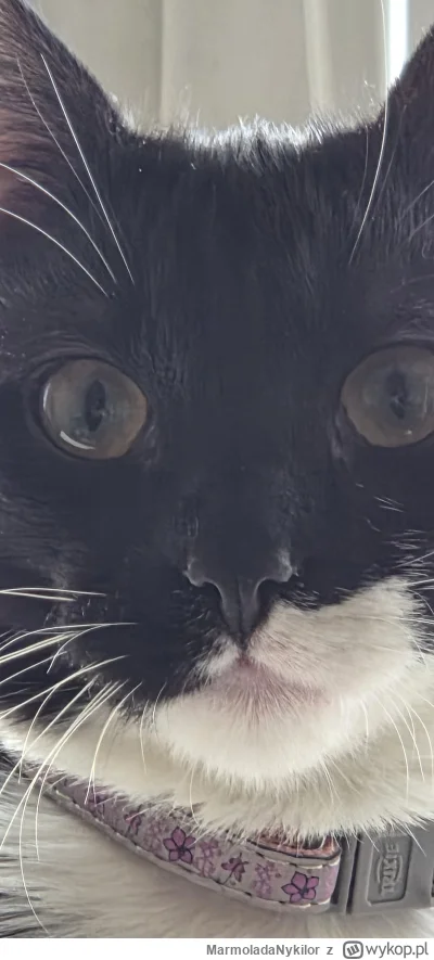 MarmoladaNykilor - @MarmoladaNykilor: