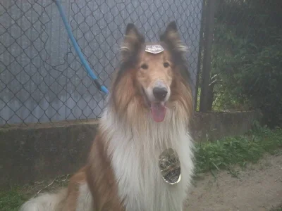 XXXBorisGromow24cmXXX - Lessi order dostała xD
#pokazpsa #smiesznepieski #smiesznypie...