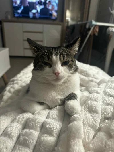 b0dyload - Plan dnia: śniadanko, drzemka, szybkie mycie, drzemka, rozciąganie, jedzon...