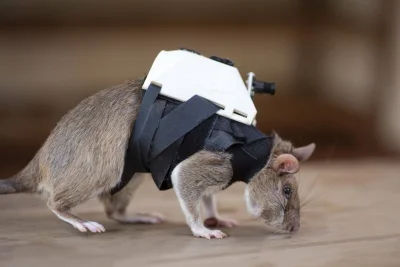 MrGarrison - #szczur wyszkolony do poszukiwania ludzi uwięzionych w ruinach po trzęsi...