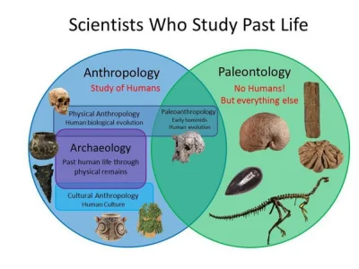 Apaturia - Paleontologia magazynowa, jeśli już ;)