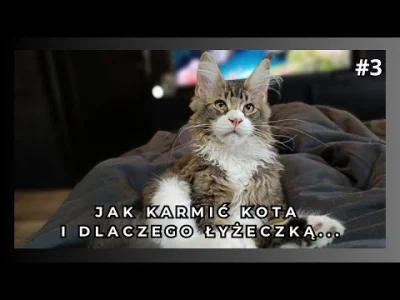 mainecoonhitman - Czym karmić kota, jaka karma dla kota Maine coon