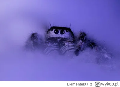 ElementalX7 - A tutaj moja która mnie opuściła miesiąc temu