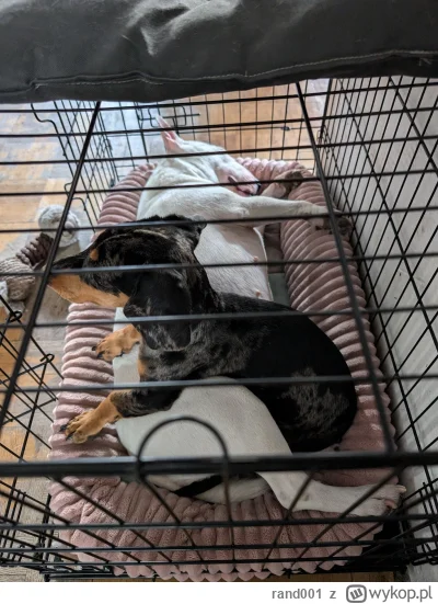 rand001 - @zerthimon: u nas bardziej problematyczna (zdrowotnie) jest miniaturka biał...