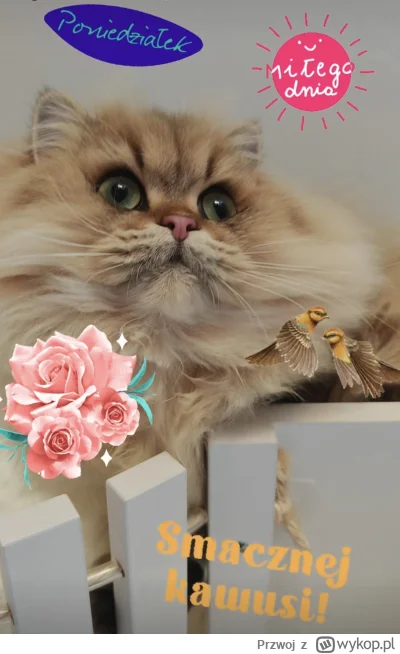 Przwoj - #bruno #pokazkota #koty #smacznejkawusi #milegodnia