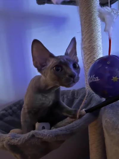 Tyrande - Uwaga. Zostałam po raz drugi mamą. Mam drugiego kota. 
Jeszcze nie wiem jak...