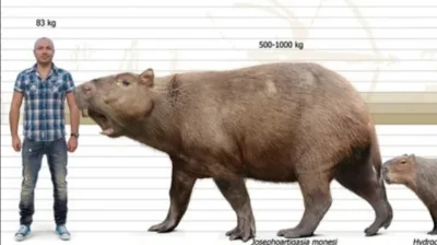 Loskamilos1 - Przodek kapibary, josephioartigasia monesi, porównanie wielkości w stos...