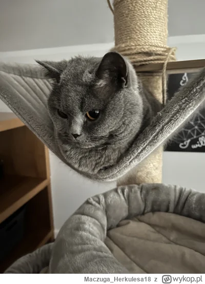 MaczugaHerkulesa18 - @MaczugaHerkulesa18