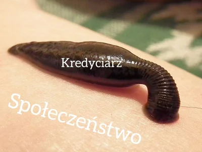 NiszczycielKredyciarzy - @DildoShwaggins: