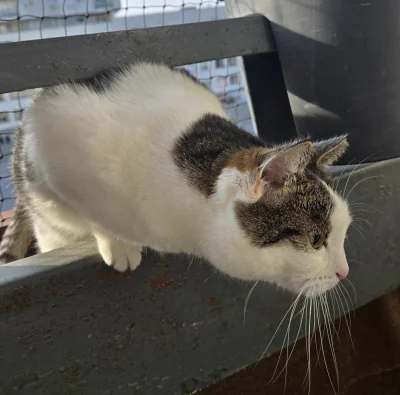 Solsith - #pokazkota #spaslak Shifu (｡◕‿‿◕｡)