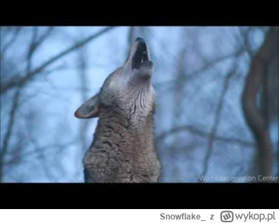 Snowflake - @SatanWasaBabyboomer: https://www.youtube.com/watch?v=ZCUOXfwDnx4&ab_chan...