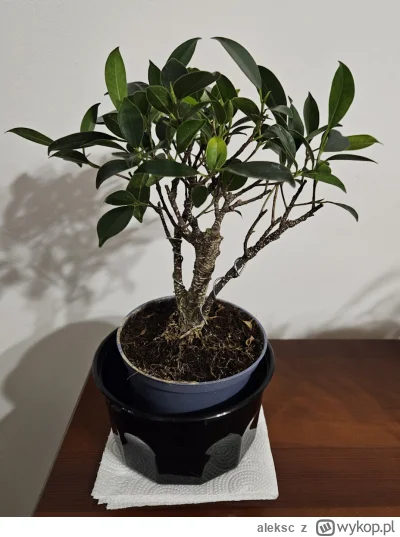 aleksc - Kupiłem za 40 zł w obi takie bonsai, które przesadzę do "lasu w słoiku". To ...