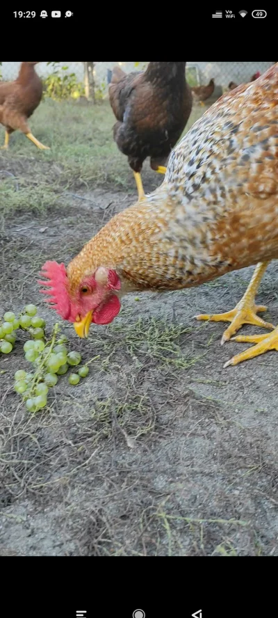 MiniKierownik - Pamiętacie te małe kurczaki które wrzucałem tu na początku czerwca? S...