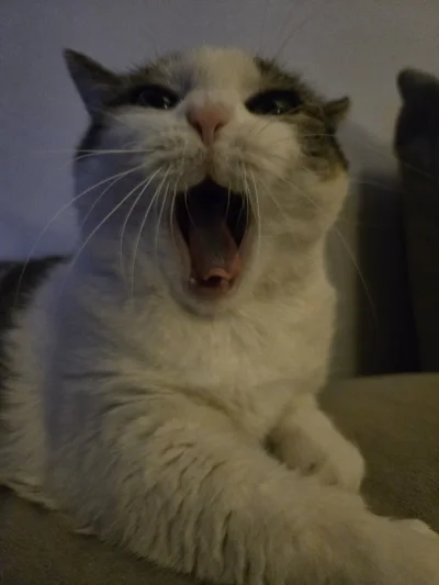 Solsith - #pokazkota #spaslak wróciłem z roboty i jaśnie pani oburzona hałasem. Nieda...