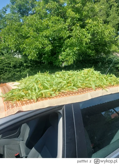 pafffel - Swieta lipa przygotowana